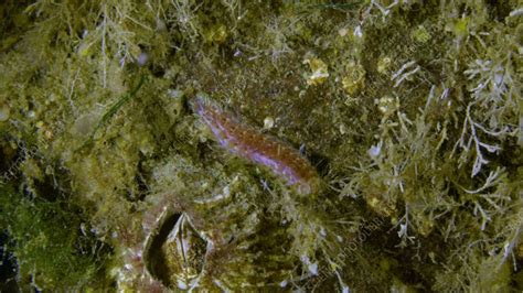  Harmothoe! A Marine Worm With Tentacles That Twitch Like Tiny Dancers