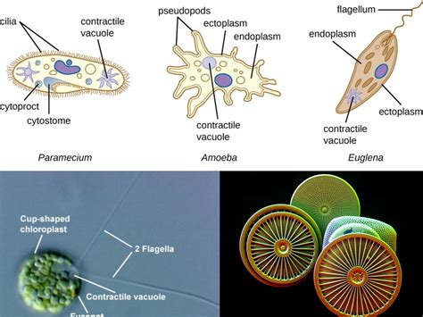  Paramecium!  A Tiny Tornado of Cilia: Discovering the Fascinating World of a Single-Celled Wonder