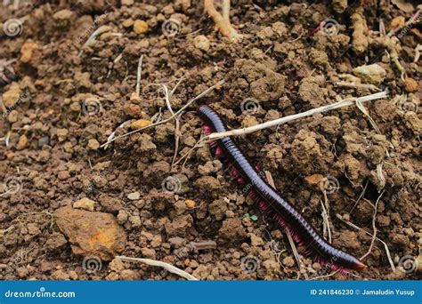   Quelea Diplopoda: A Miniature Army Crawling Through the Earth!