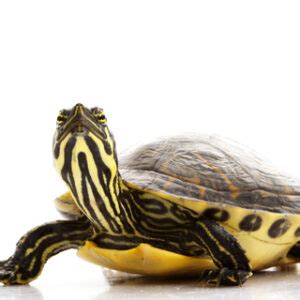  Yellow-Bellied Slider: An Amphibious Master Of Relaxation and Camouflage!