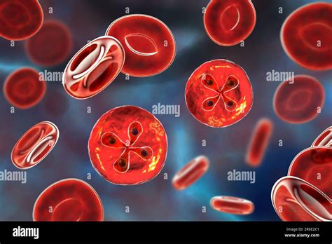  Babesia!  A Tiny Terror That Hides Inside Red Blood Cells