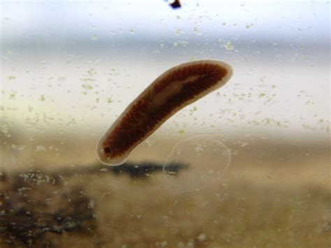  Bdelloura!  The Amazing Freshwater Flatworm That Can Survive Extreme Environments