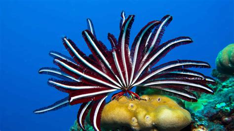  Feather Star! An Underwater Creature That Moves Like a Feather Yet Has No Feathers at All