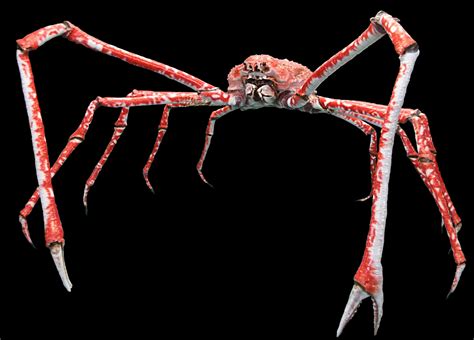  Japanese Spider Crab! A Master of Disguise That Can Grow Larger Than a Small Car