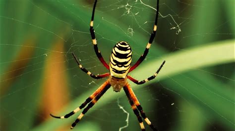   Questing Spider: A Master of Ambush Hunting and Intricate Web Construction!