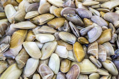  Tellina!  This Surprisingly Adaptable Clam Thrives in Both Tidal Flats and Deep Seas