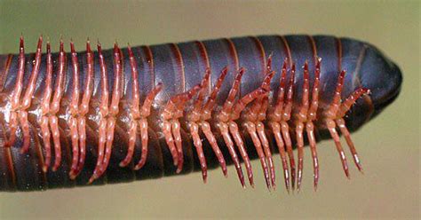  Uropygida!  A Thousand Legs, A Thousand Stories: Discovering the World Through Millipede Lenses