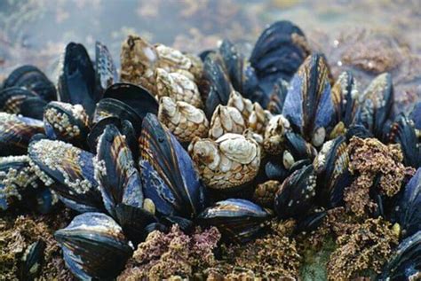  Yellow Mussel: An Elegant Filter Feeder Hiding Amongst Rocks