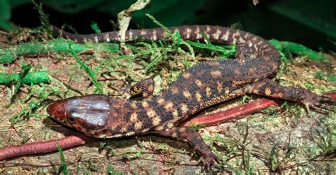  Yellow-spotted Lizard: A Creature That Climbs Trees Like a Tiny Dragon!