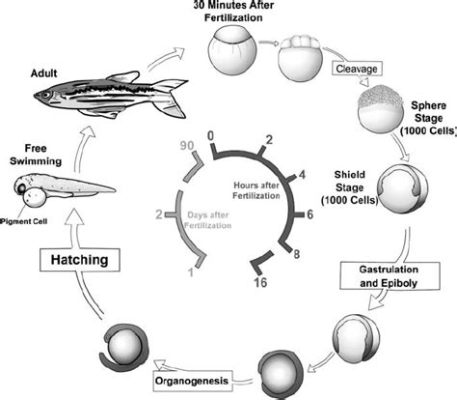    zebrafish 자라기가 빠른 물고기로 알려져 있는 생명의 경이로움을 드러냅니다!